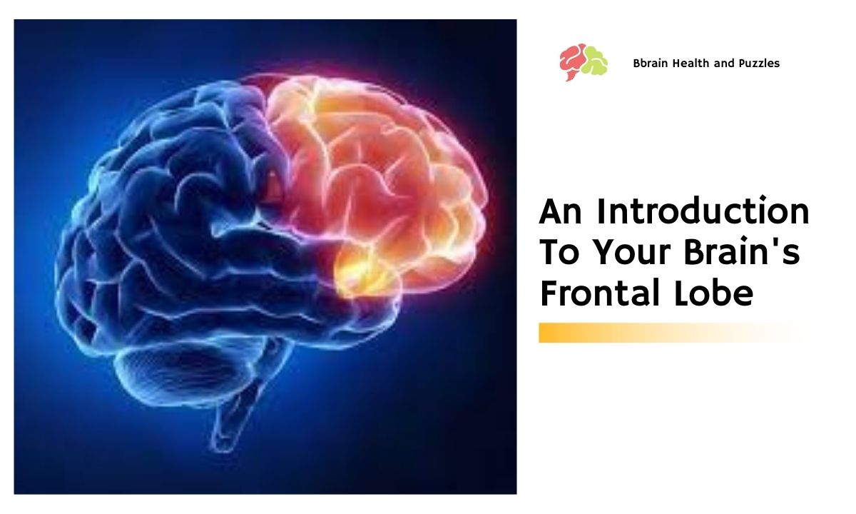 An Introduction To Your Brain's Frontal Lobe