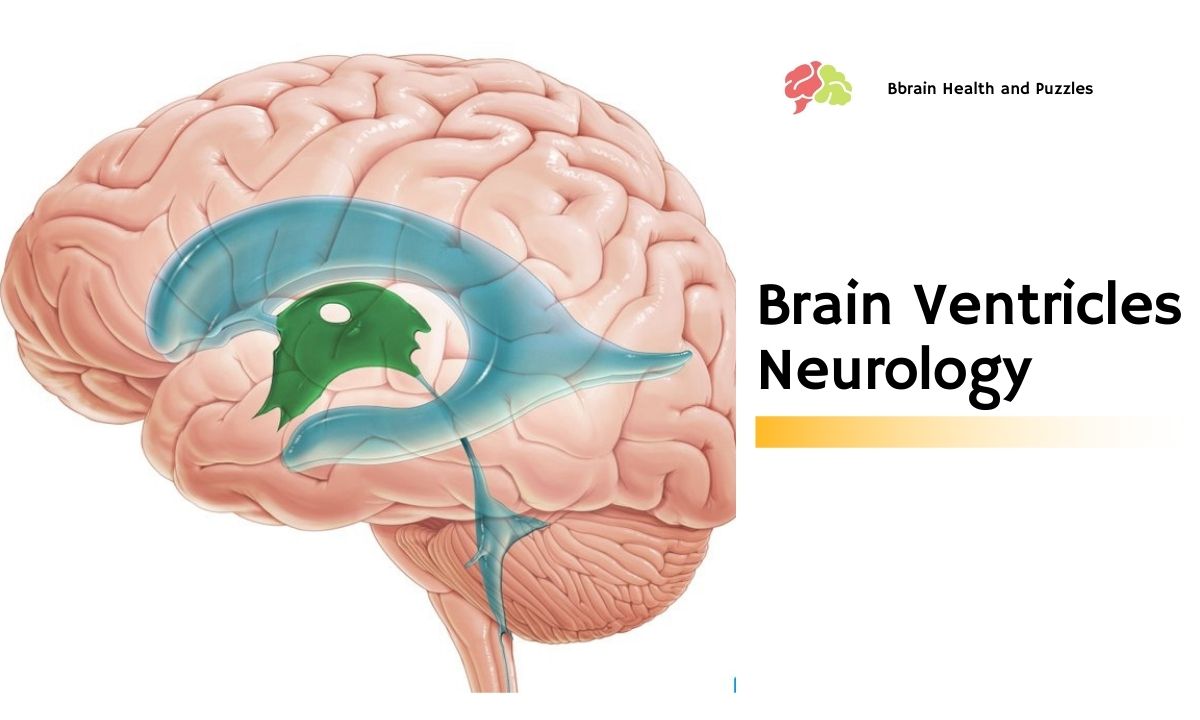 Brain Ventricles Neurology