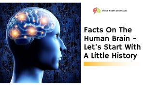 Facts On The Human Brain - Let's Start With A Little History