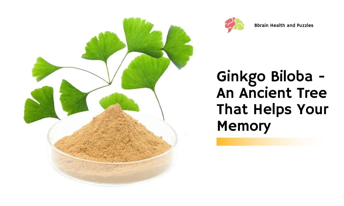 Ginkgo Biloba - An Ancient Tree That Helps Your Memory
