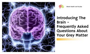 Introducing The Brain - Frequently Asked Questions About Your Grey Matter