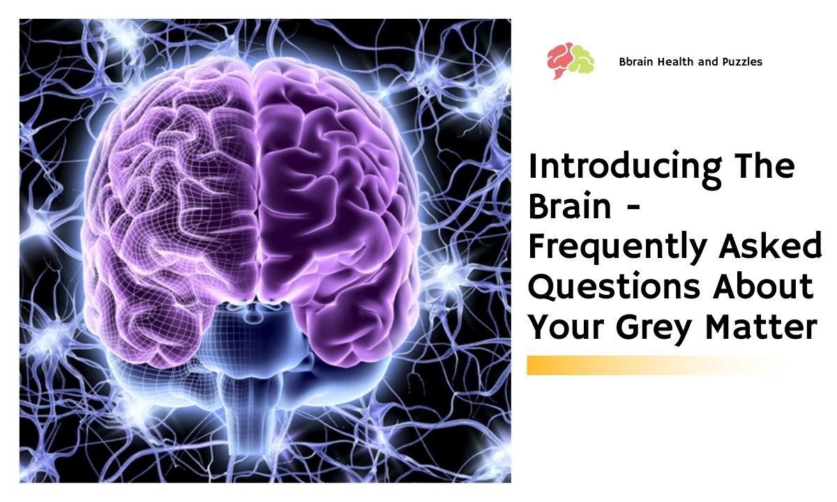 Introducing The Brain - Frequently Asked Questions About Your Grey Matter