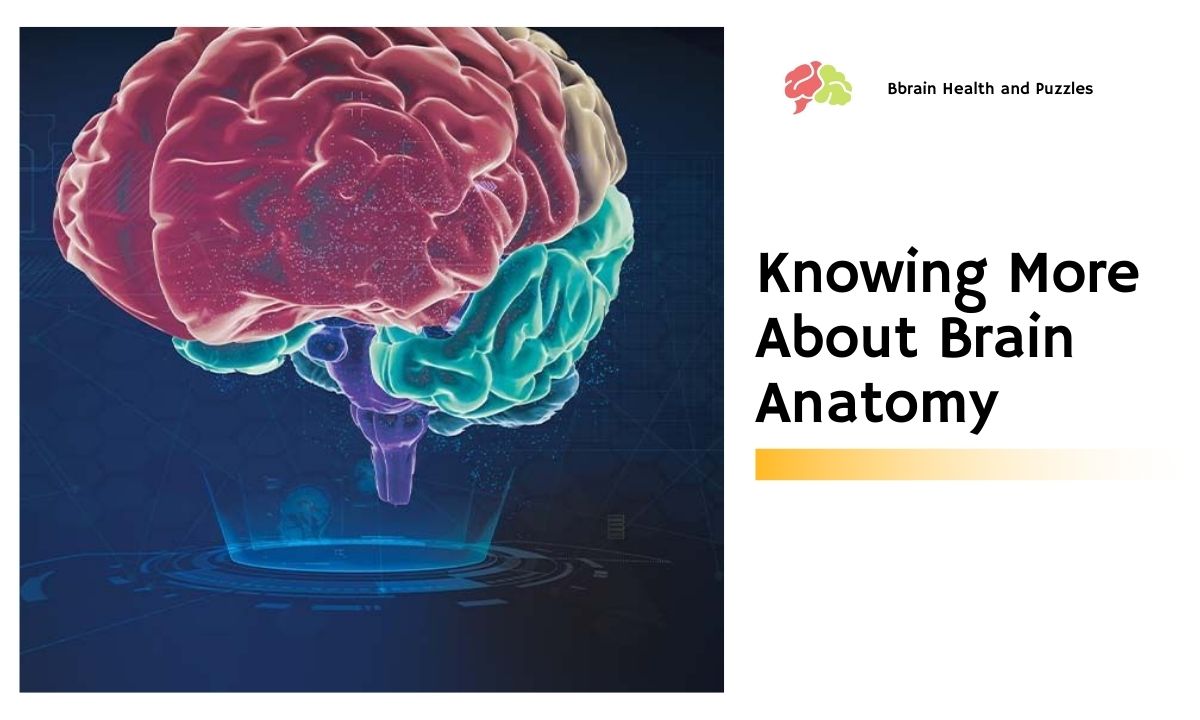 Knowing More About Brain Anatomy