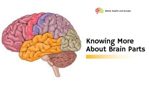 Knowing More About Brain Parts