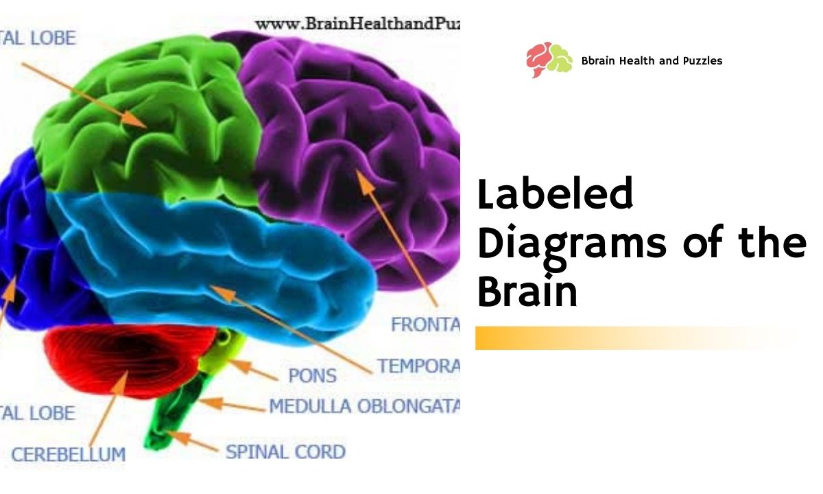 Labeled Diagram of the Brain