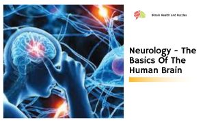 Neurology - The Basics Of The Human Brain
