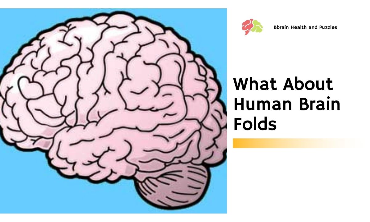 What About Human Brain Folds