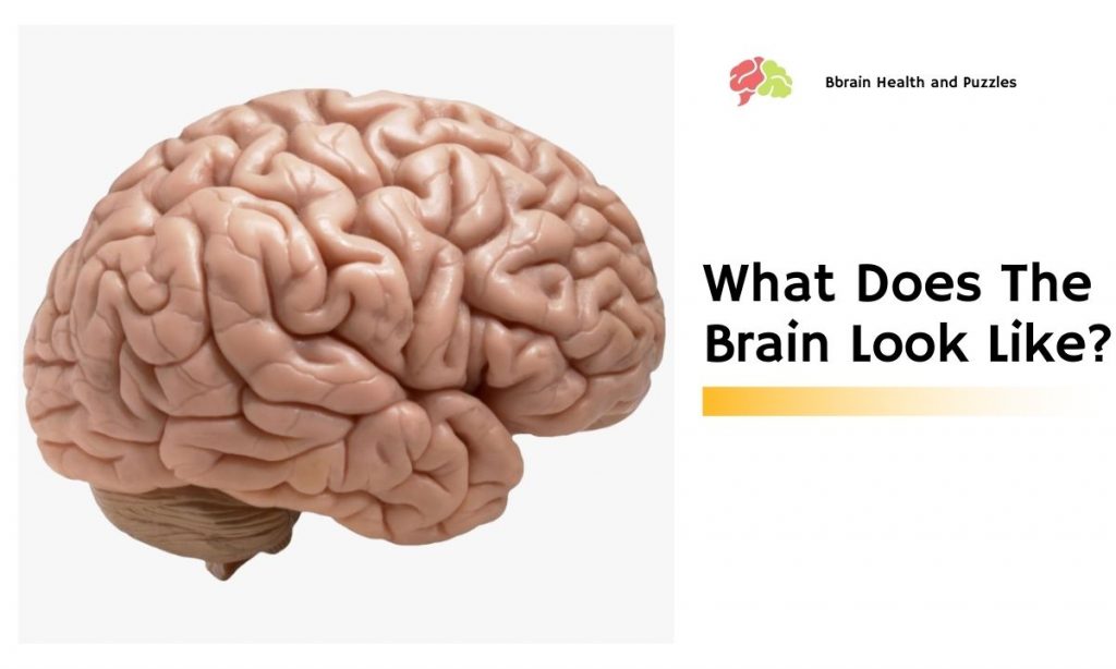 What Does The Brain Look Like? Brain Health and Puzzles