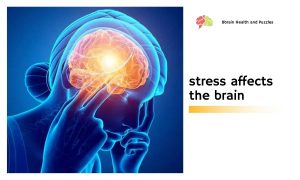 stress affects the brain