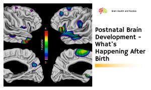 Postnatal Brain Development - What's Happening After Birth