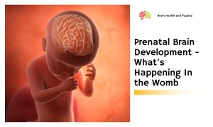 Prenatal Brain Development - What's Happening In the Womb