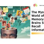 The Mysterious World of Human Memory: How Our Brains Store and Recall Information