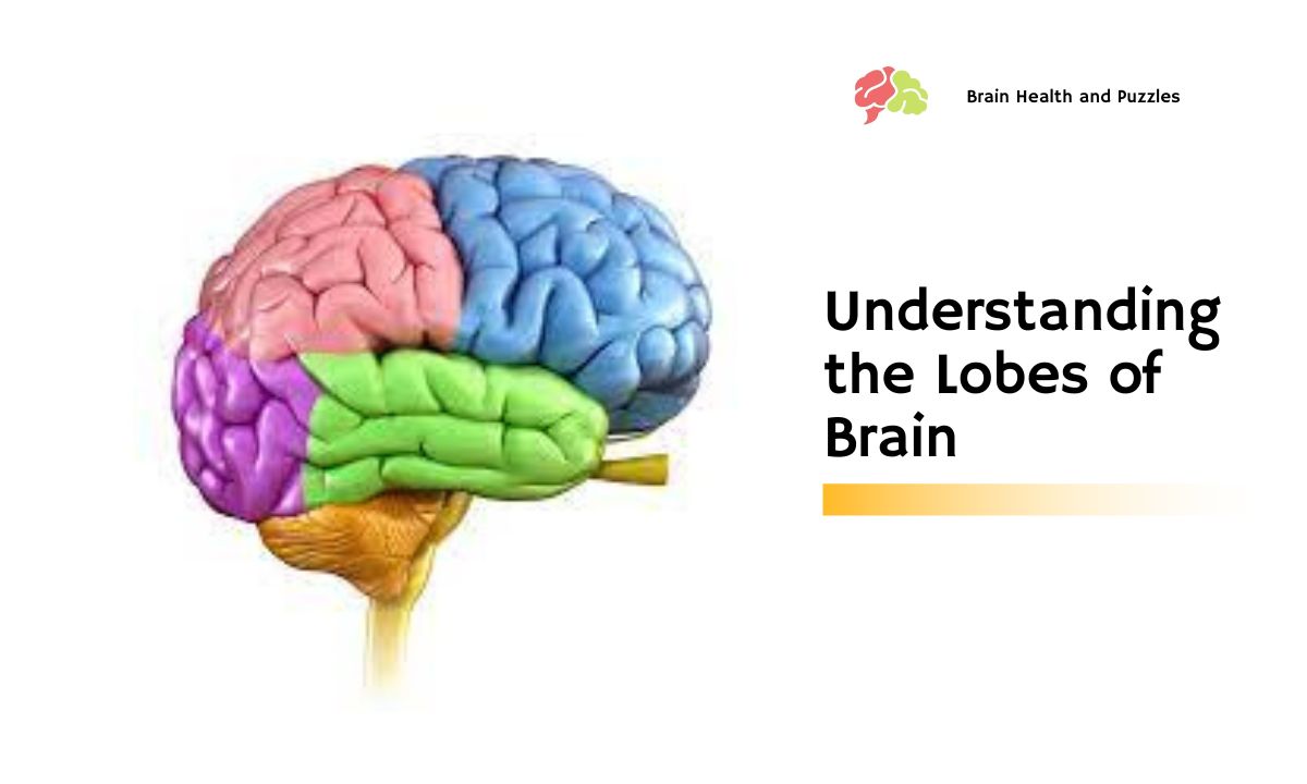 Understanding the Lobes of Brain