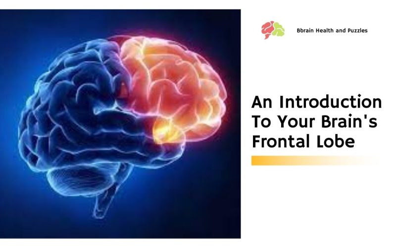 An Introduction To Your Brain’s Frontal Lobe