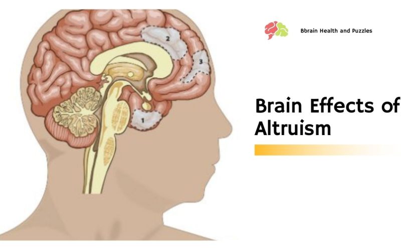 Brain Effects of Altruism