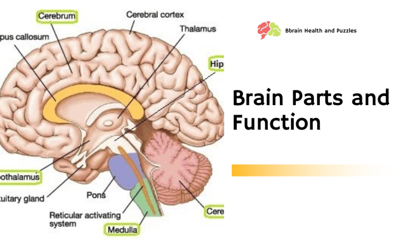 Brain Function and Parts
