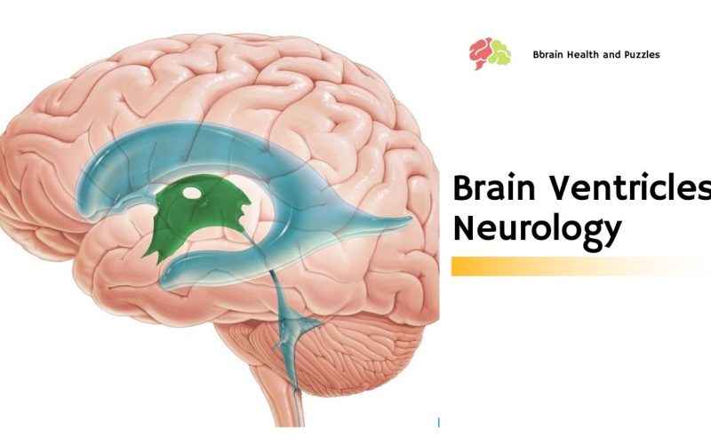 Brain Ventricles Neurology