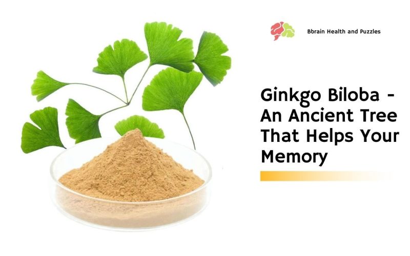 Ginkgo Biloba – An Ancient Tree That Helps Your Memory
