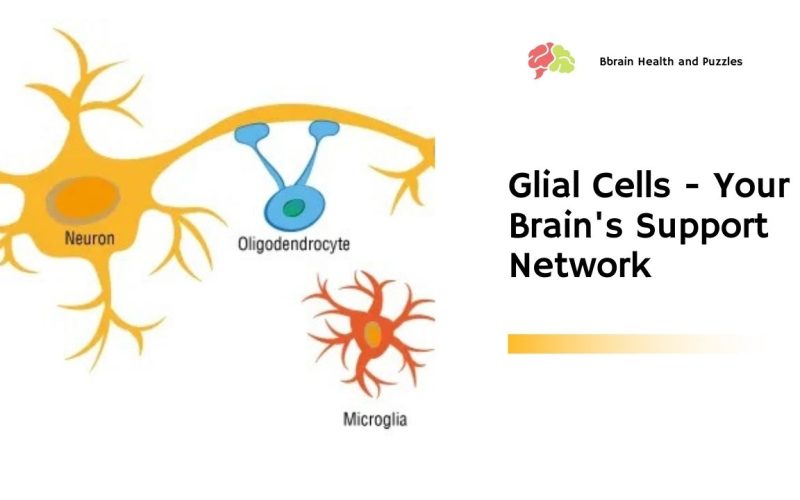 Glial Cells – Your Brain’s Support Network