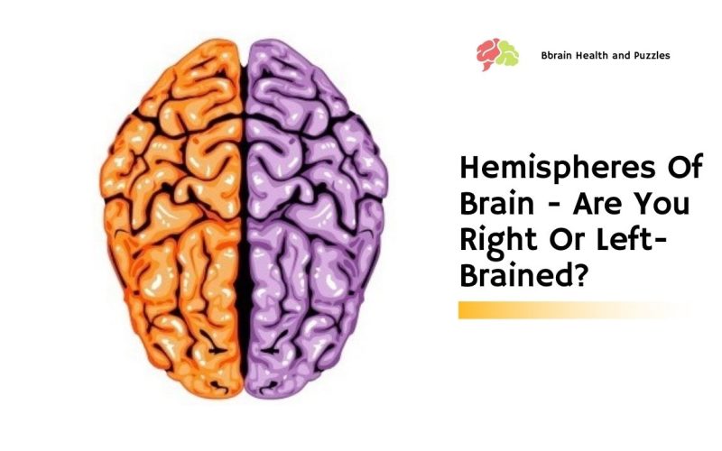 Hemispheres Of Brain – Are You Right Or Left-Brained?