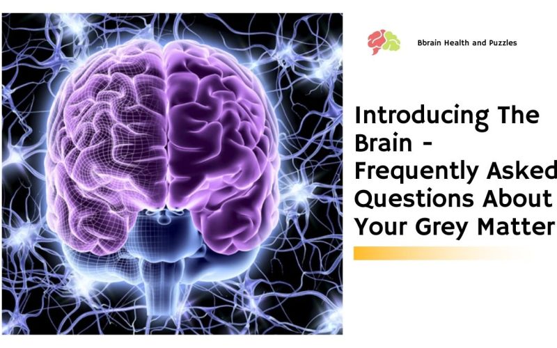 Introducing The Brain – Frequently Asked Questions About Your Grey Matter