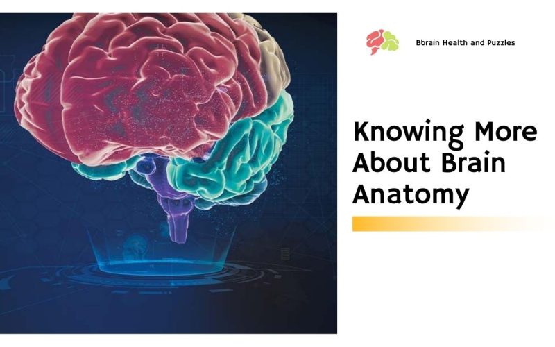 Knowing More About Brain Anatomy