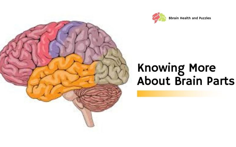 Knowing More About Brain Parts