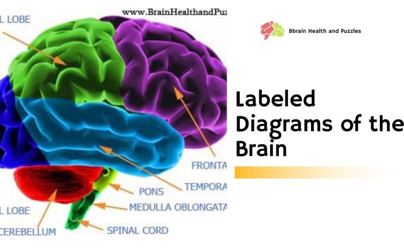 Labeled Diagram of the Brain