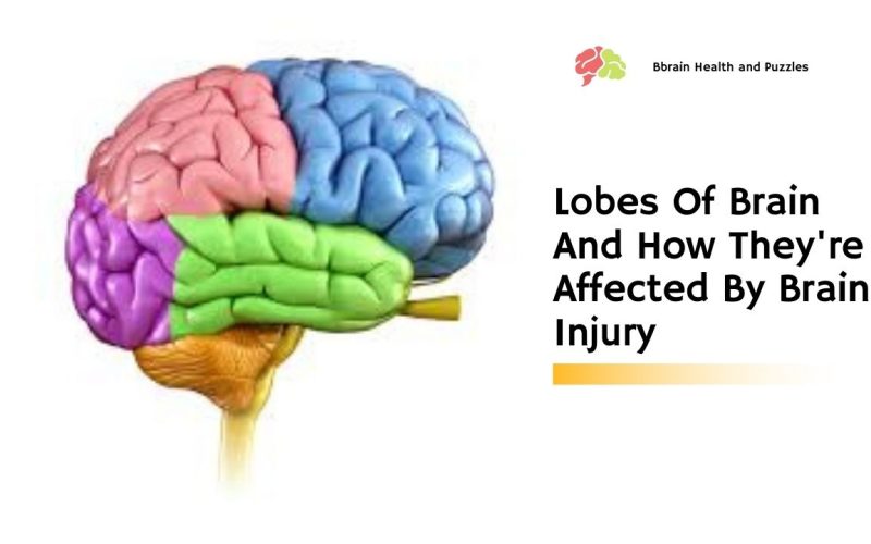 Lobes Of Brain And How They’re Affected By Brain Injury