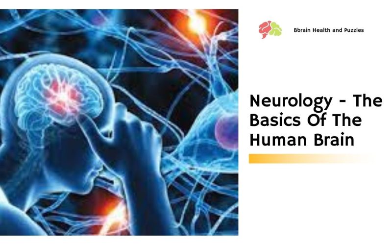 Neurology – The Basics Of The Human Brain