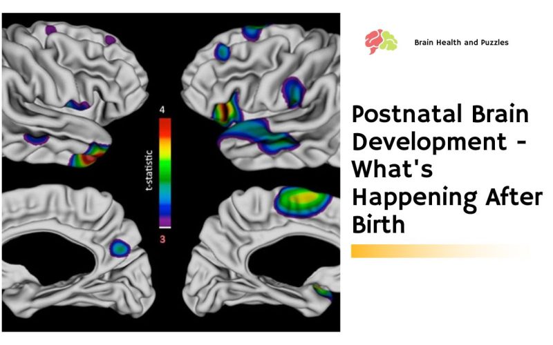 Postnatal Brain Development – What’s Happening After Birth