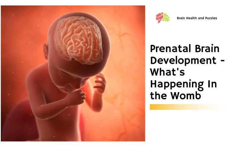 Prenatal Brain Development – What’s Happening In the Womb
