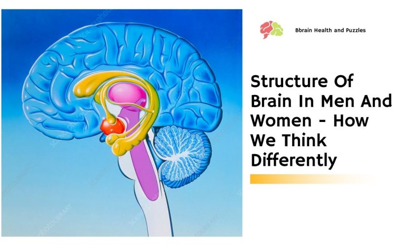 Structure Of Brain In Men And Women