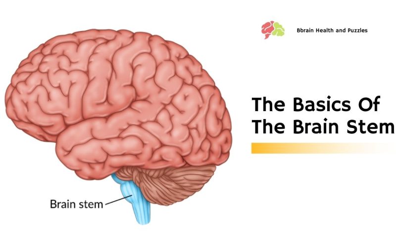 The Basics Of The Brain Stem