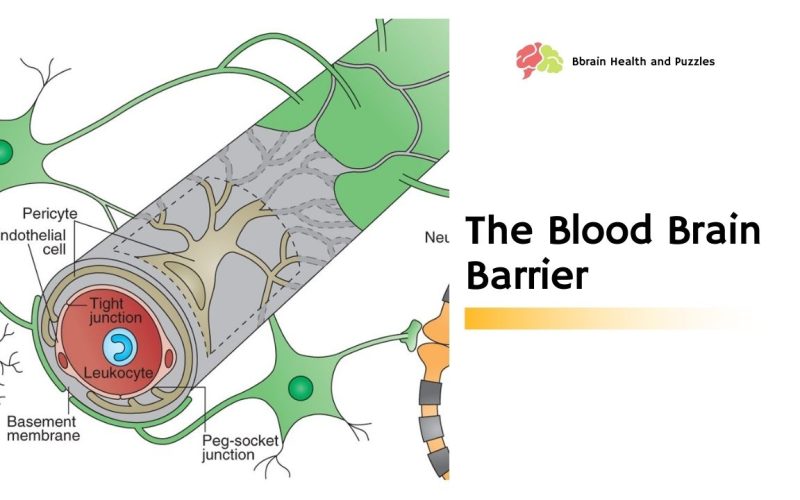 The Blood Brain Barrier