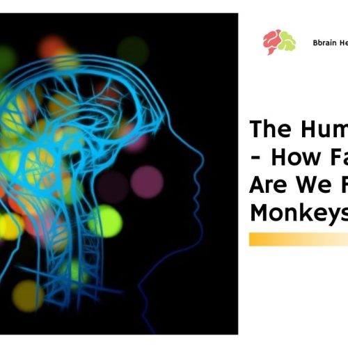 The Human Brain – How Far Away Are We From Monkeys?