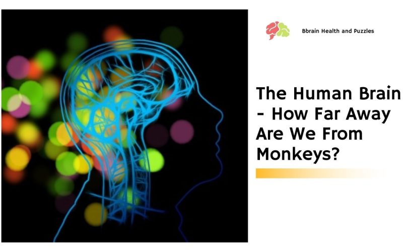 The Human Brain – How Far Away Are We From Monkeys?