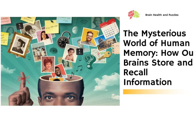 The Mysterious World of Human Memory: How Our Brains Store and Recall Information