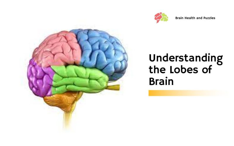 Understanding the Lobes of Brain