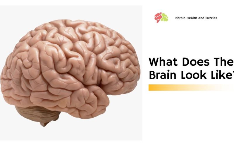 What Does The Brain Look Like?