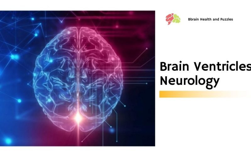What Side of the Brain Controls Speech?
