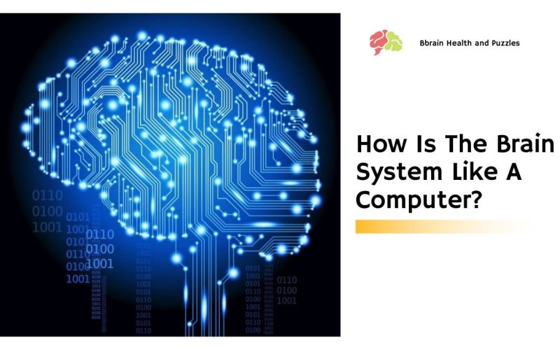 How Is The Brain System Like A Computer?