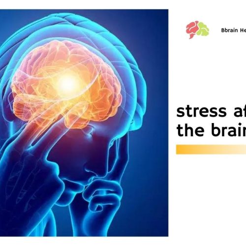 How Stress Affects The Brain
