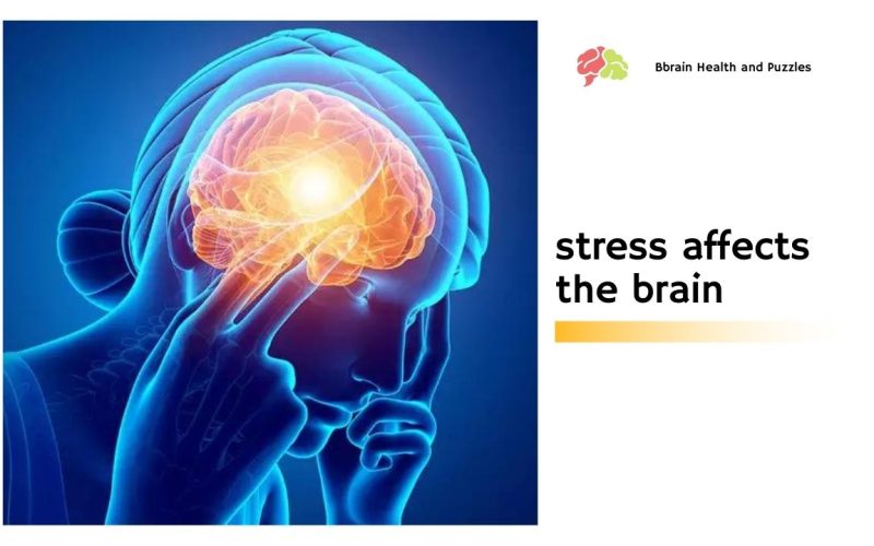 How Stress Affects The Brain